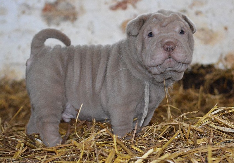 des Sources du Yangtse - Chiots disponibles - Shar Pei