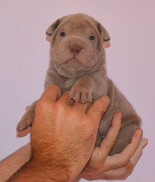 des Sources du Yangtse - Chiots disponibles - Shar Pei