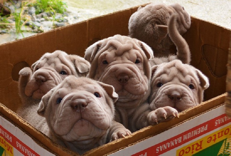 Chiot Shar Pei des Sources du Yangtse